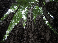 Ceiba aesculifolia