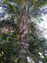 Bactris gasipaes chichagui