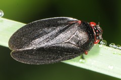 Prosapia ignipectus