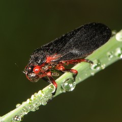 Prosapia ignipectus