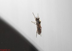 Bibio articulatus