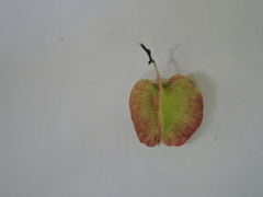 Wimmeria microphylla