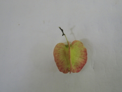 Wimmeria microphylla