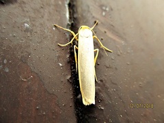 Eilema palliatella