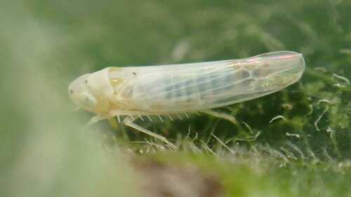Ribautiana debilis