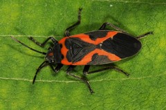 Lygaeus kalmii angustomarginatus