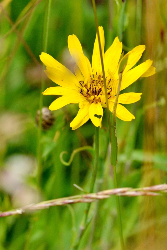 eastern-goat-s-beard-from-766-01-vala-sk-klobouky-esko-on-july-2