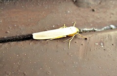 Eilema palliatella