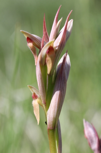 Lesser Tongue-orchid