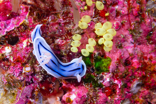 Foto de Chromodoris de Willan (Chromodoris willani)