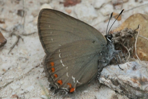 False Ilex Hairstreak, Villanueva de Oscos, Asturias, España, photo 10 of 10