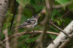 Mniotilta varia image
