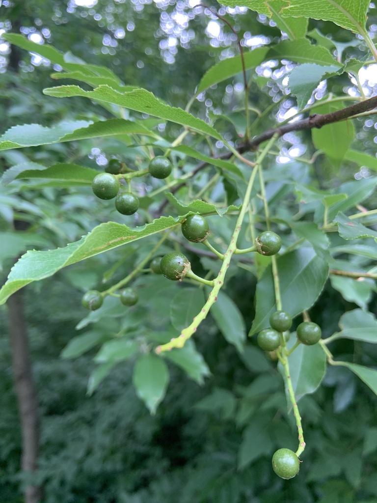 black cherry from Парк Перемога - Київ, Київ, Київ, UA on July 7, 2023 ...