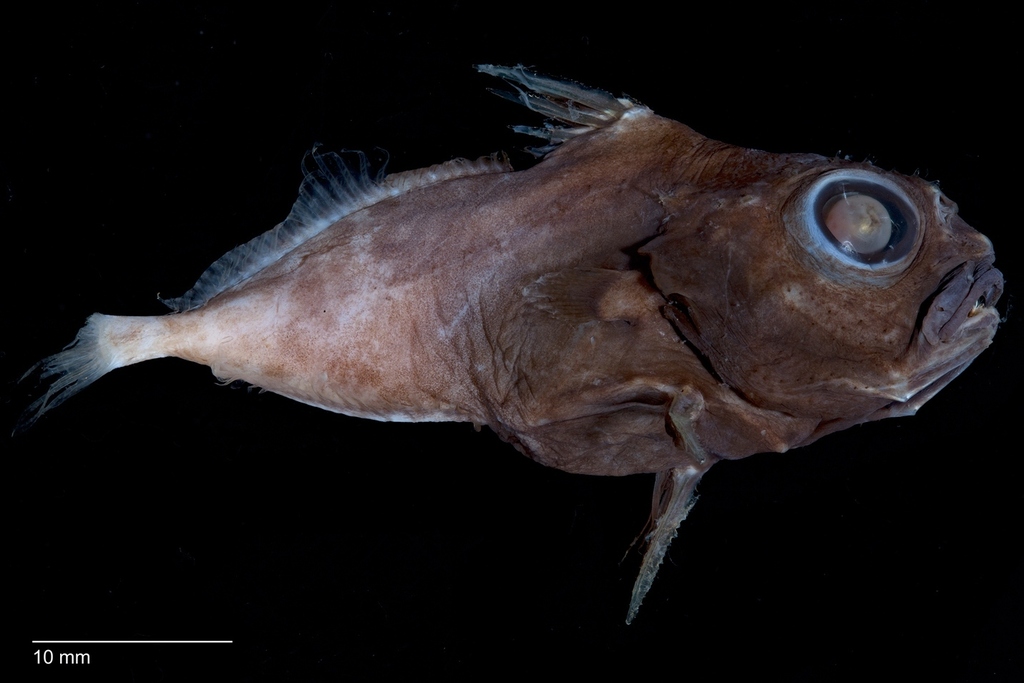 Dwarf Dory