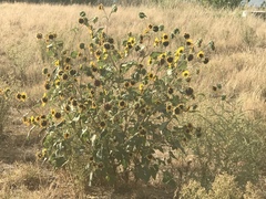 Helianthus annuus