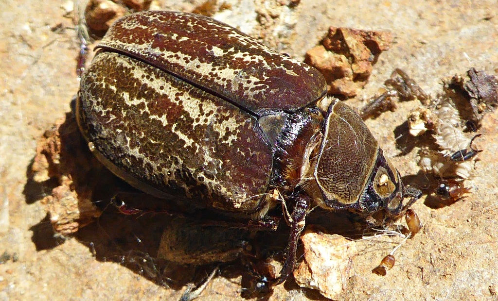 Phyllophaga rex