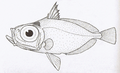 Elongate Dory photo 1