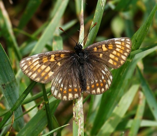 Melitaea menetriesi