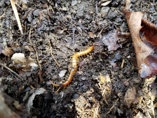 Scolopocryptops peregrinator