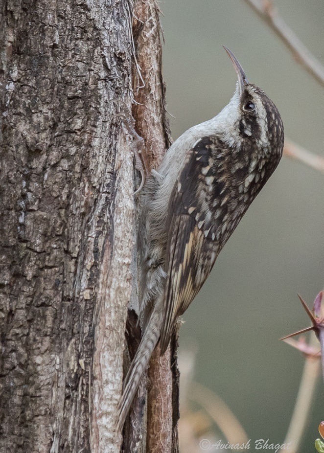 Bar-tailed Treecreeper (Certhia himalayana) photo