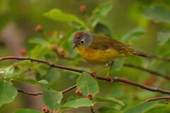 Leiothlypis ruficapilla image