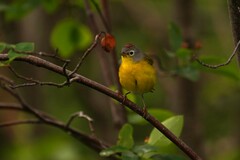 Leiothlypis ruficapilla image