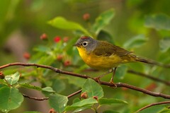 Leiothlypis ruficapilla image