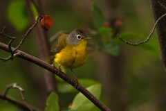 Leiothlypis ruficapilla image