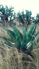Agave ×