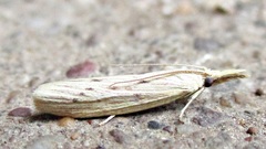 Ematheudes punctella