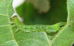 Pristiphora leucopus