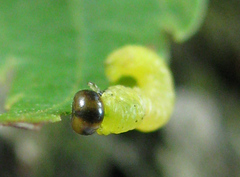 Pristiphora leucopus