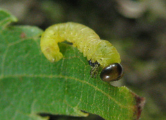 Pristiphora leucopus