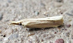 Ematheudes punctella