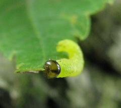 Pristiphora leucopus