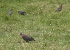 Patagioenas araucana