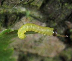 Pristiphora leucopus