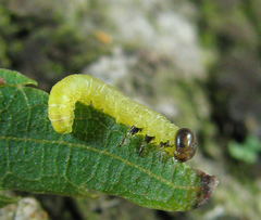 Pristiphora leucopus