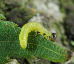 Pristiphora leucopus