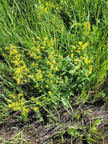 Sisymbrium volgense (Sisymbrium volgense)