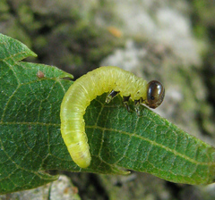 Pristiphora leucopus