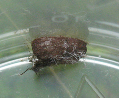 Pristiphora leucopus