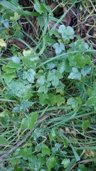 Drusa glandulosa