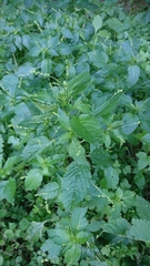 Mercurialis canariensis