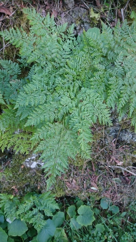 Davallia canariensis