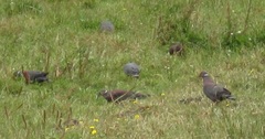 Patagioenas araucana