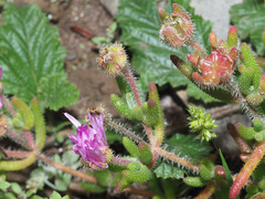 Drosanthemum hispifolium