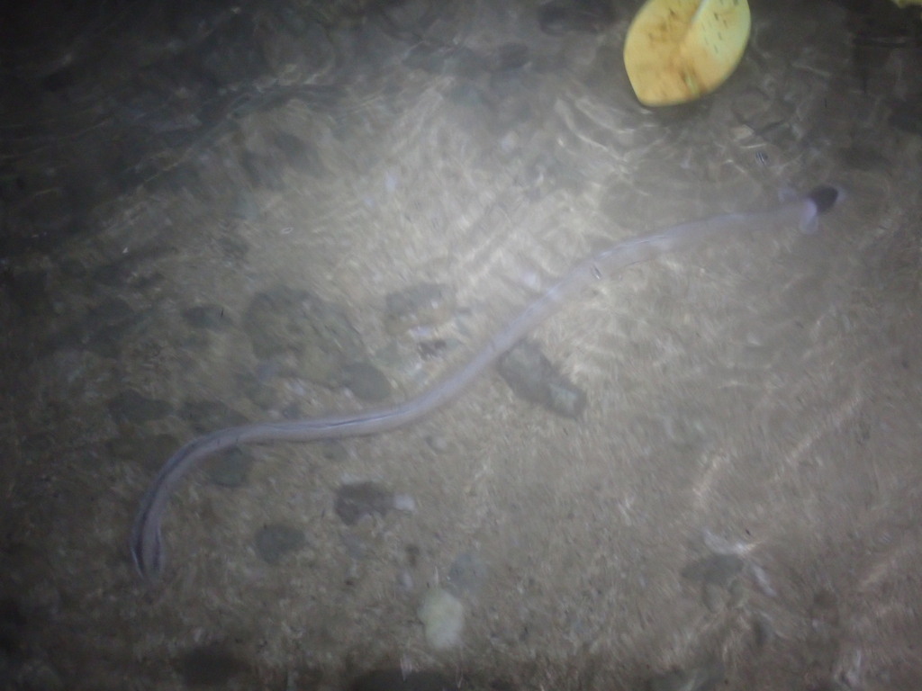 Black-neck Snake Eel