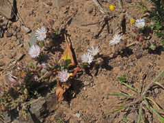 Drosanthemum hispifolium