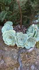 Aeonium aureum